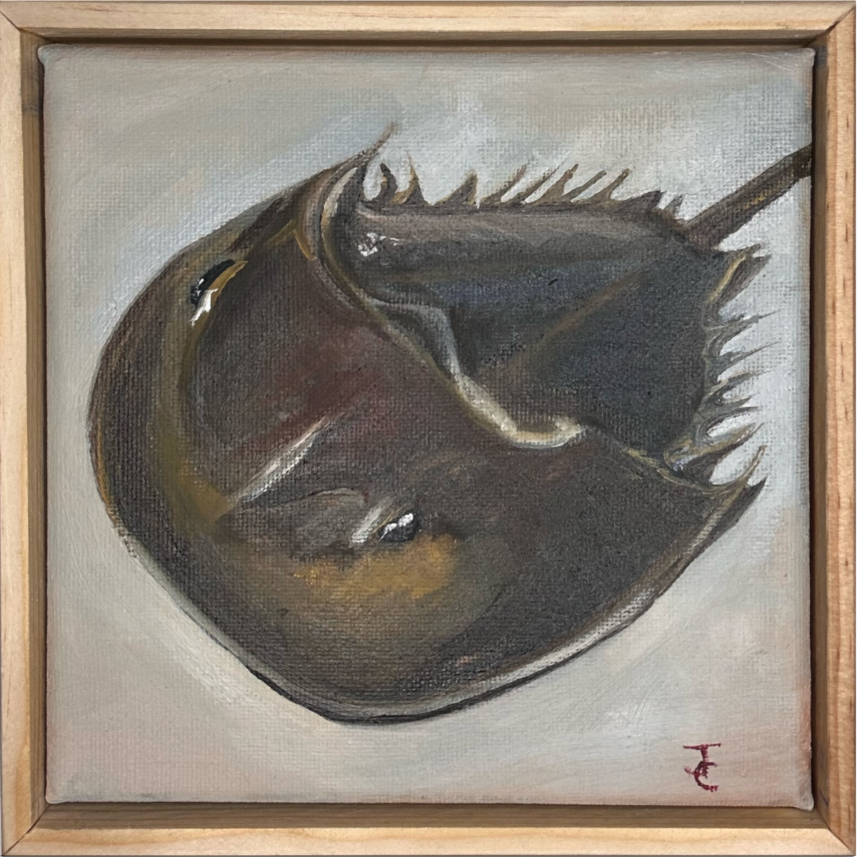 Horseshoe Crab